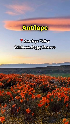 Antelope Valley California Poppy Reserve - Springtime Adventure in Lancaster