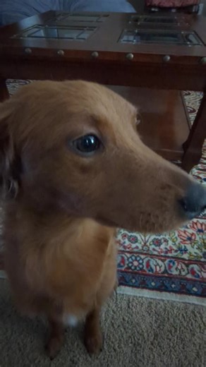 Cute Dogs Dancing to Music: Adorable Puppy Moves