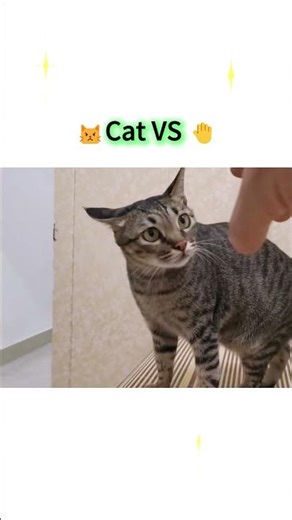 😾Cat VS Hand🤚#funny #cutecat #pets #shortvideo