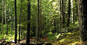 Tree, Forrest, Nature. Free Stock Video