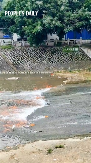 I think I can, I think I can! Watch the inspiring moment a koi fish defies the odds, swimming upstream in SE China's Fujian. | Beautiful China