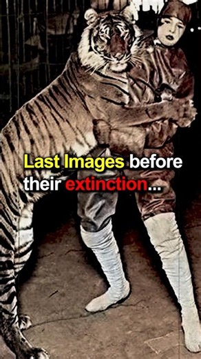 Last Images Before Their Extinction 😢