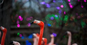 Indianapolis Zoo projected to draw $882 million over next 15 years