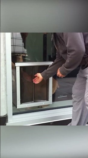 Training in Action: Using the PlexiDor #PlexiDor #DogDoor