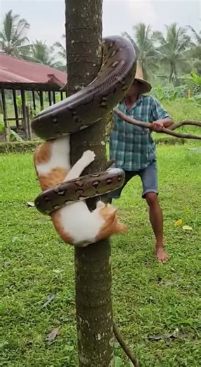 Cat Trapped in Tree by Python — Farmer Rushes to Save Cat Fast #cats #python #rescue
