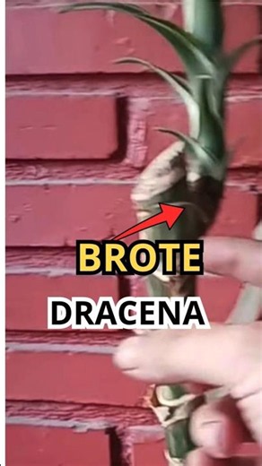 How a new dracaena is born 🌱