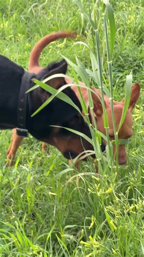 ‏#foryou #foryoupage #videoviral #tiktok #unfreezemyaccount