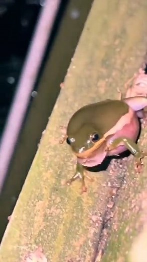 11K views · 116 reactions | Its Wednesday!  #frog #frogs #wednesday | Alien UFO Sightings | Facebook