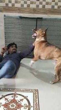 Desi boy#wweraw #dogowner #dog lover#desi dog#funny #farmer #wwe #wwf #radha no diwano#automobile