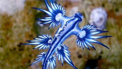 Southern Spain beaches closed after invaded by ‘Blue Dragon’ creature