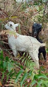 Baby Goats Playing – So Cute77