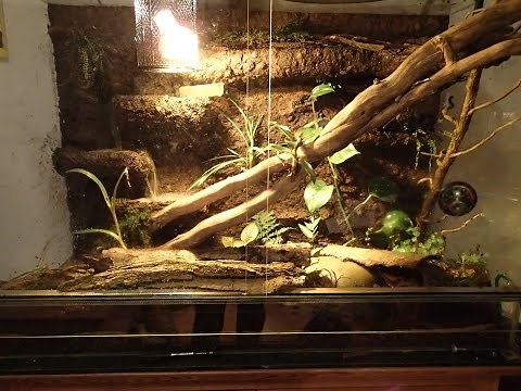 Crocodile Skink Setup: Rainforest Tank with Waterfall || Regenwald Terrarium (Tribolonotus gracilis)