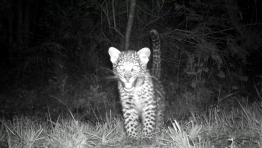 The Landmark Foundation celebrates a monumental victory in wildlife advocacy and animal welfare with the recent Constitutional Court judgement. This groundbreaking ruling upholds the right to publicly expose and denounce ecologically harmful and cruel treatment of wildlife, challenging the longstanding protection of such practices under private property ownership. Group Editors spoke to Bool Smuts, Director of Landmark Foundation to gain insight into the issue. Watch the full video here: https:/