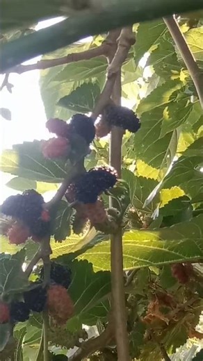 Growing Raspberry#farming