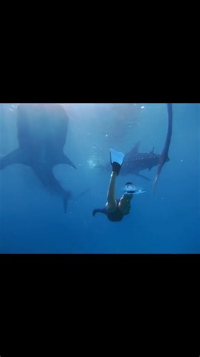 "Diving into the depths of wonder with gentle giants in Cebu! 🌊🦈 Experience the thrill of freediving alongside majestic whale sharks in their natural habitat. Join us on this awe-inspiring adventure beneath the waves. 🤿🐋 🎥 joberryna | Cebu Travel and Tours