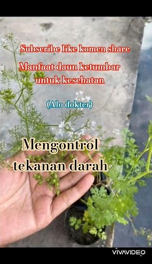 Inilah manfaat daun ketumbar untuk kesehatan