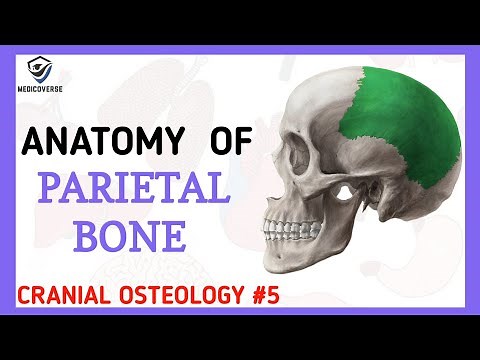 Parietal Bone Anatomy | Cranial Osteology #5