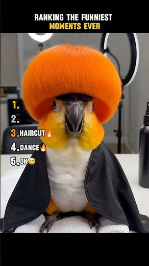 Ranking the Funniest Moments Ever😂 #trynottolaugh #funny