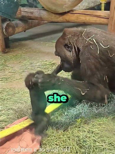Baby Gorilla Started Crying… Then Mom Did The Sweetest Thing ❤️ #funny