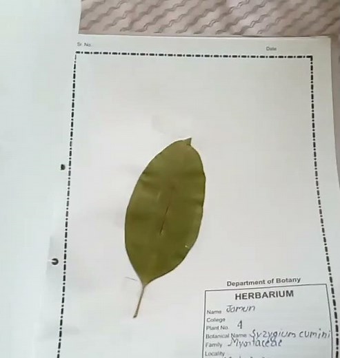 how to make herbarium file at home|||||||||Class 7th herbarium file😍😍😍|||||
