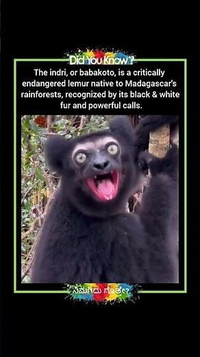 Indri (largest lemur) :The King of Madagascar's Rainforests