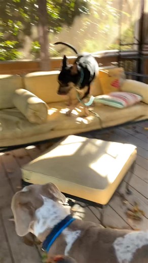 Thankfully Fisher and Tate weren’t very bothered by decor (well… after a few minutes 😂). Last night, pups stayed up with some pumpkin treats to stay safe! Today, we have a lot of walks planned, so stay tuned for photos (maybe.. if I remember.. I am the worst at that😂) | Counterspell Kennels Dog Training