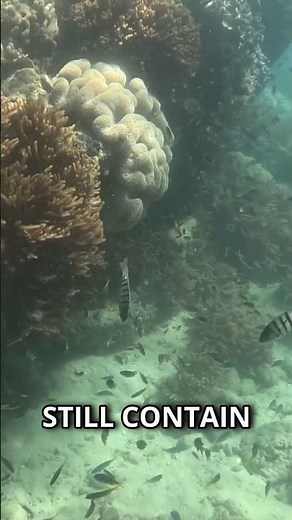 Visit the Whitsunday Islands from Airlie Beach