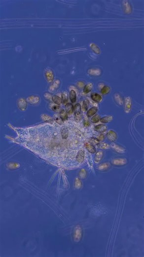 Jam's Germs on Instagram: "These tiny, barrel-shaped unicellular organisms called Coleps are feasting on the body of a crustacean larva in real time. . Coleps are single-celled organisms with a rigid, barrel-shaped body covered in calcium carbonate plates integrated into their cell. This armor functions almost like an exoskeleton, protecting them from hungry mouths. . Coleps are extremely common in ponds and lakes, and they behave like piranhas. When an organism is injured, the damage releases c