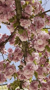 Branch of blooming pink flowers of Sakura tree or almond tree in early spring. Sakura festival. The Hanami Festival is a national Japanese tradition.