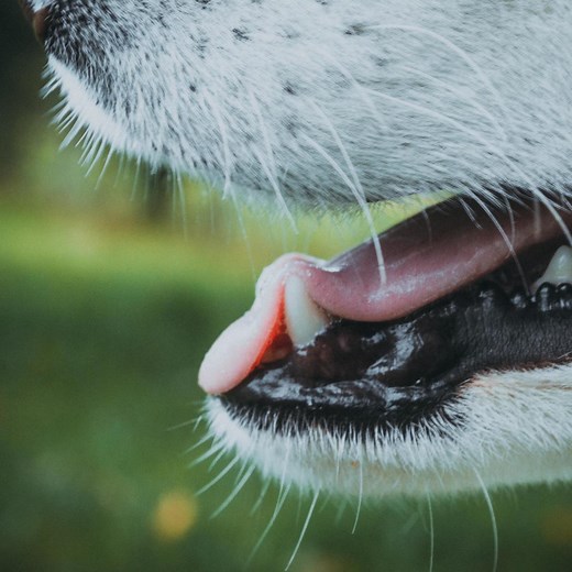 What Are the Side Effects of the Lepto Vaccine in Dogs?