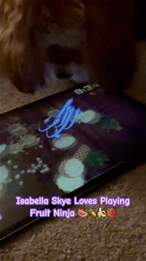 Toy Cavapoo Puppy loves playing video games on my IPad #cavapoo #shorts #puppy #cutedog #poodle