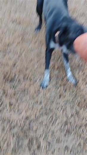 Doggone  #aussiemix  cheackers | Henson Gray | Facebook