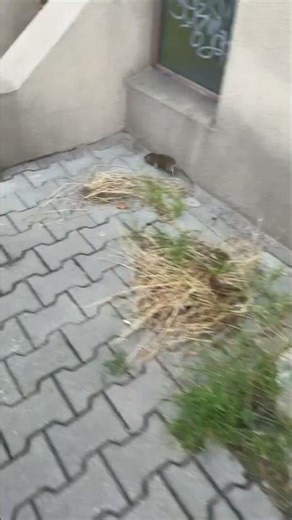 Mouse Suddenly Leaps at Person Startling Them