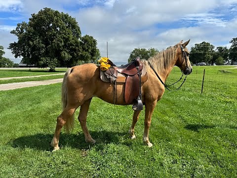 "Meet Fancy" Palomino Missouri Fox Trotter For Sale