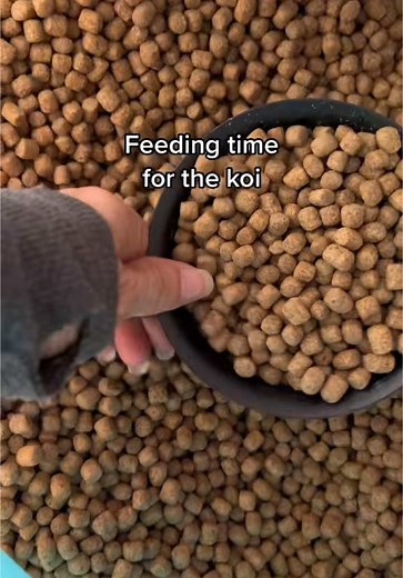 Koi Feeding Time: Transforming a Pool into a Pond