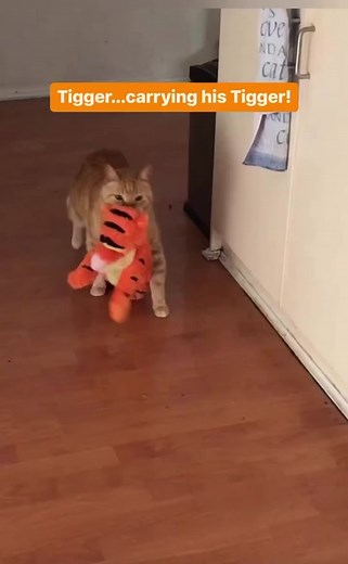 Tigger the Cat Carrying His Mini Tigger: Adorable Cat Moment!