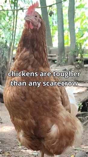 From Pecked To Perfect: A Chicken's Remarkable Recovery Story! #chickens #chickenattack #recovery