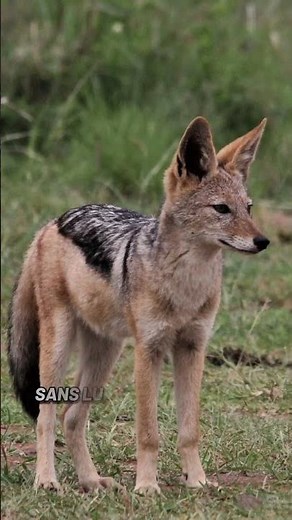 Le chacal #documentaire #animaux #animals #chacal