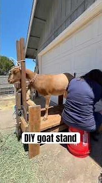 DIY goat milk/hoof stand