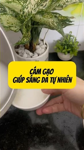 Mặt nạ cám gạo giúp sáng da tự nhiên #kiều_bích_ngọc #lamdep #shortvideo