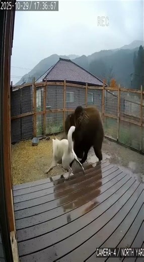 “Back Off!” — Watch an Akita Drive a Bear Away