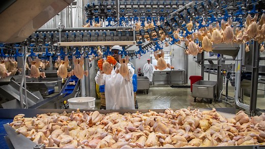 See inside the plant that soon will process 2 million chickens a week for Costco Chicken