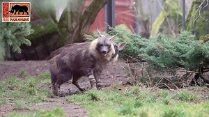 Na hyeny nezvyklé. Nový mladý pár v Safari Parku je výjimečně harmonický, ukazují záběry - Novinky