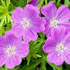 Vision Violet Geranium, Cranesbill | High Country Gardens