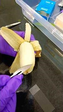 How banana looks under microscope l banana cells