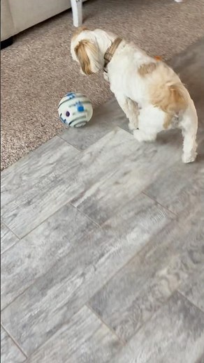 Wobble wag giggle ball dog review 👍🏻 #dogs #dogtoys
