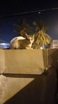 Javabirds' cute stray/pet cats...
