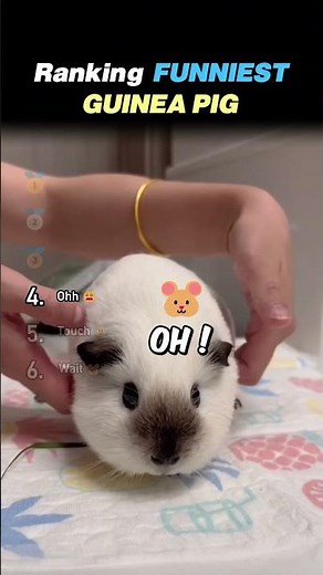 Ranking FUNNIEST GUINEA PIG MOMENTS Core Moments!! 🐹😂