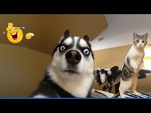 100% Hilarious HUSKY Fails and Funny Moments 🤣🐶 Funniest ANIMAL Videos