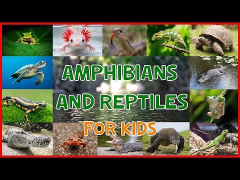 Amphibians and Reptiles for Kids | 4K